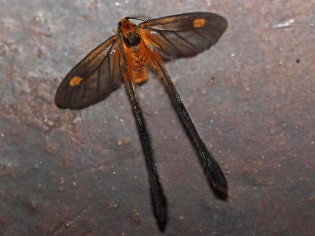 Semioptila lufirensis